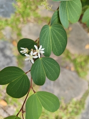 Bauhinia brachycarpa