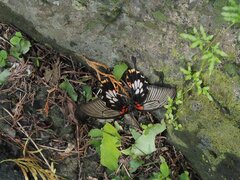 Papilio memnon heronus