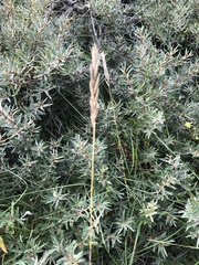 Elymus repens