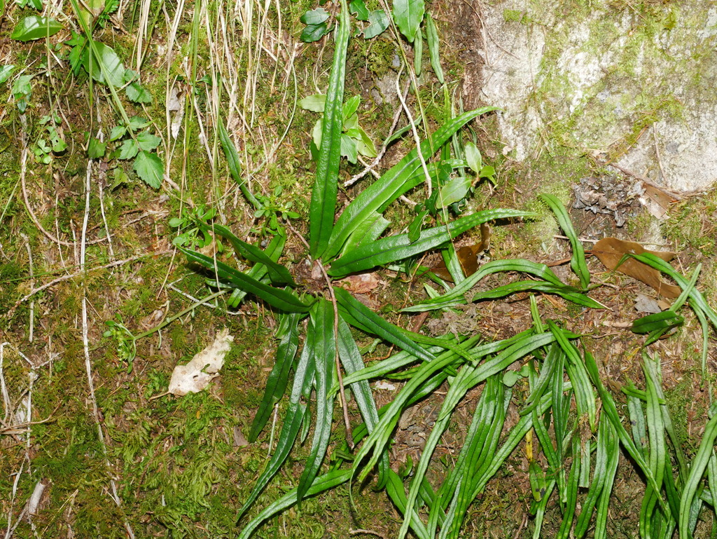Lepisorus suboligolepidus