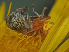 Thomisus citrinellus