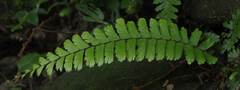 Adiantum caudatum