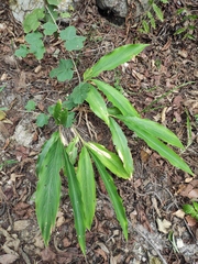 Alpinia japonica