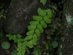Adiantum philippense