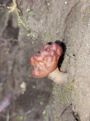 Gyromitra