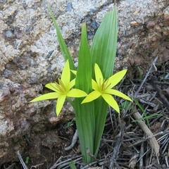 Empodium namaquensis