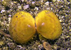 Cardiidae