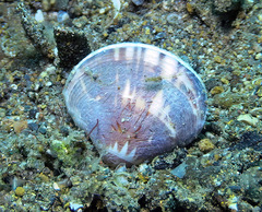 Circe scripta