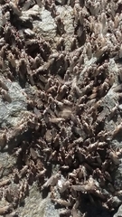 Coelopidae