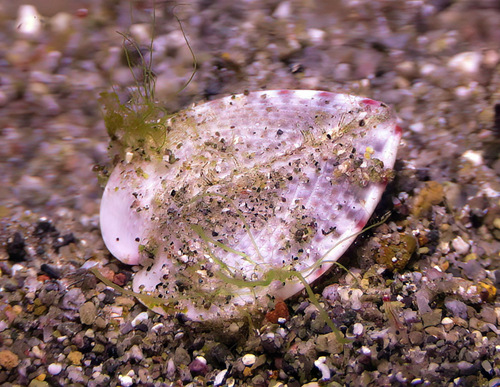 Cardium cardissa, 2017-05-12