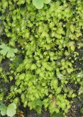 Fissidens
