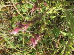 Odontites vernus