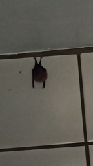 Rhinolophus