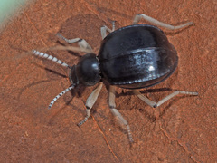 Dichtha cubica