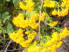 Roldana heracleifolia