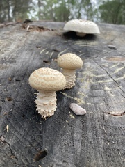 Neolentinus lepideus