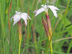 Dianthus mooiensis