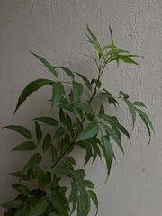 Tecoma stans