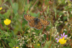 Melitaea cinxia