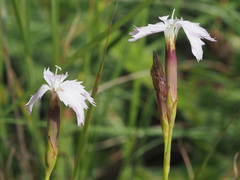 Dianthus mooiensis