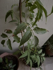 Tecoma stans