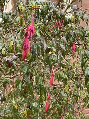 Fuchsia magellanica
