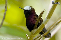 Microchera albocoronata