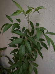 Tecoma stans