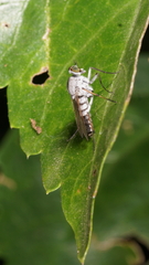 Orthorrhapha