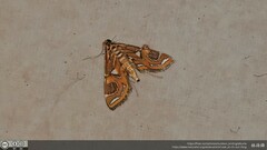 Paracymoriza