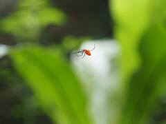 Argyrodes miniaceus