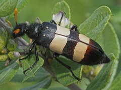 Hycleus oculatus