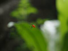 Argyrodes miniaceus