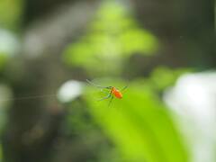 Argyrodes miniaceus
