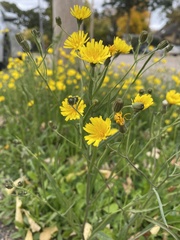 Crepis tectorum