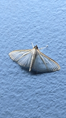 Palpita vitrealis
