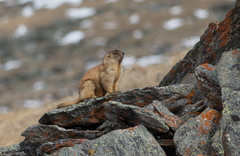 Marmota baibacina