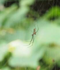 Leucauge blanda