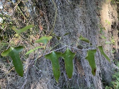 Smilax bona-nox