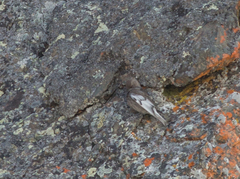Leucosticte arctoa