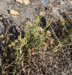 Solidago elongata