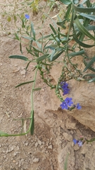 Anchusa azurea