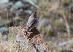 Leucosticte brandti