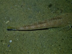 Platycephalus grandispinis