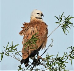 Busarellus nigricollis