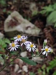 Aster ageratoides
