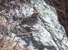 Leucosticte nemoricola