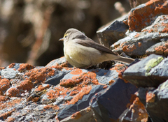 Phylloscopus griseolus