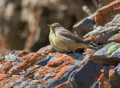 Phylloscopus griseolus