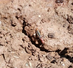 Platydracus maculiventris